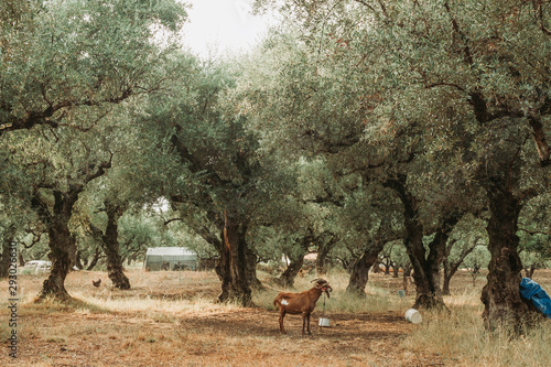 Cuadros en Lienzo Olive Grove on the island of Greece. plantation of olive trees.