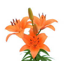 Orange Color Lily
