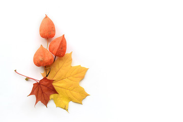 Wall Mural - autumn composition of frame of maple leaves and physalis. flat lay, top view