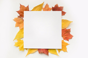 autumn composition of maple leaves and square white paper. flat lay, top view