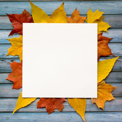 Wall Mural - autumn composition of maple leaves and square white paper. flat lay, top view