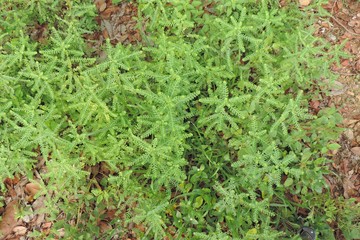 background of green leaves