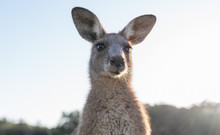 Wildlife Animal Young Child Kid Joey Kangaroo Australian Animal  Close-up