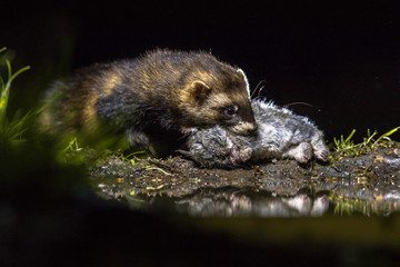 Poster - European polecat with rabbit prey