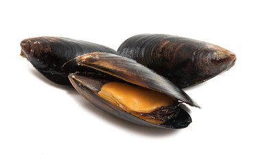 Sticker - mussels isolated