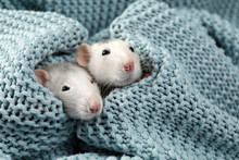 Cute Small Rats And Soft Knitted Blanket
