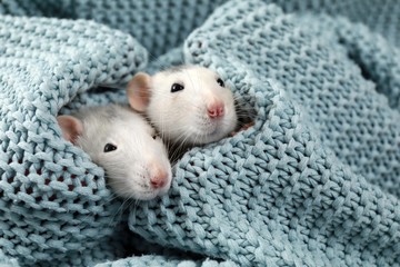 Wall Mural - Cute small rats and soft knitted blanket