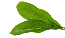 Frangipani Leaves
