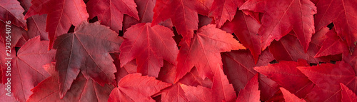 Fotomural Fall color nature background, narrow border of red maple leaves