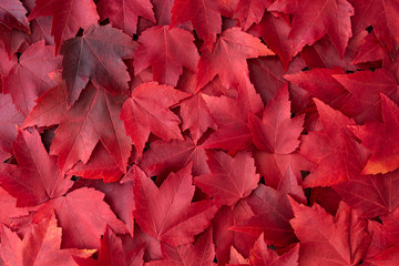 fall color nature background of various shades of red maple leaves