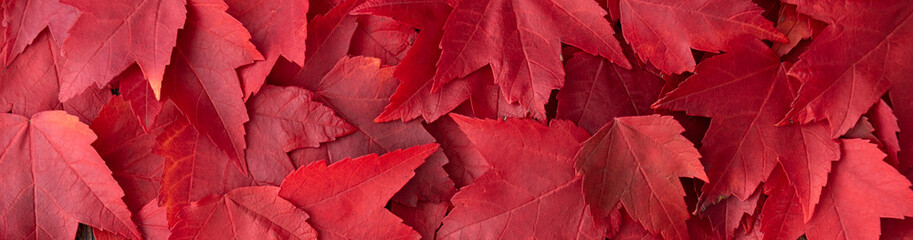 Fall color nature background, narrow border of red maple leaves