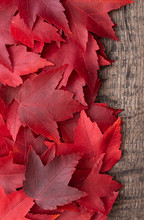 Fall Color Nature Background, Vertical Border Of Red Maple Leaves With Rustic Dark Wood