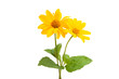 yellow flower isolated