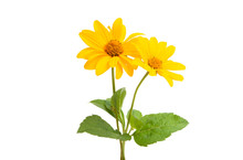 Yellow Flower Isolated