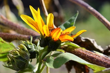 little flower yellow-orange sunflower grows in the garden on the farm