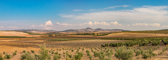 Summer mountain landscape with a grove of young olive trees in the foreground and a wind farm in the distance. Spain, Andalusia. Panorama