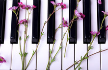 Little Pink Flowers On The Piano Keyboard