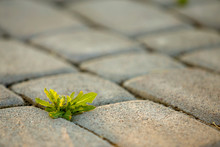 Weed Plants Growing Between Concrete Pavement Bricks.
