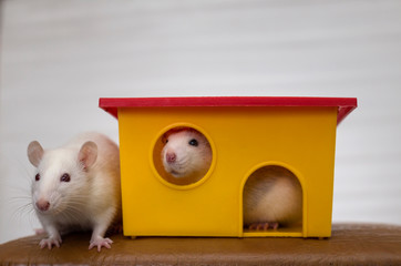 Wall Mural - Two funny domestic pet rats and a toy house.