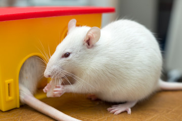 Wall Mural - White funny domestic pet rat and a toy house.