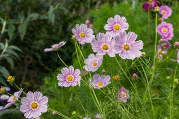 Wall Mural - Plenty of pink cosmos flowers blooming in a meadow. Beautiful bright cosmea flower, background wallpaper postcard