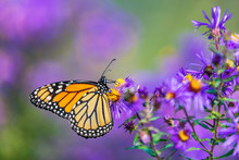 Monarch Butterfly Feeding On Purple Aster Flower In Summer Floral Background. Monarch Butterflies In Autumn Blooming Asters.