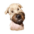Soft coated wheaten terrier with long haired coat digital art. Closeup of watercolor portrait of pet with furry muzzle, hand drawn canine