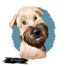 Soft Coated Wheaten Terrier With Long Haired Coat Digital Art. Closeup Of Watercolor Portrait Of Pet With Furry Muzzle, Hand Drawn Canine