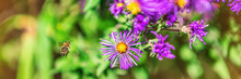 Bee Flying To Purple Aster Flower To Pollinate In Autumn Fall Garden Nature Background. Bees, Flowers Copy Space Panoramic Banner.