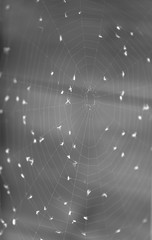 abstract background with spiderweb
