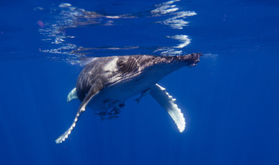  Underwater shot of whale is swimming in the blue ocean or sea.