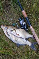 Successful fishing -  two freshwater bream fish and fishing rod with reel on natural background..