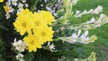Beauty Yellow Daisy Chrysanthemum Tuberose Green Garden Flower Bucket Clear To Blurry