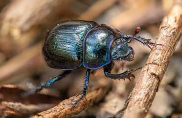 black beetle