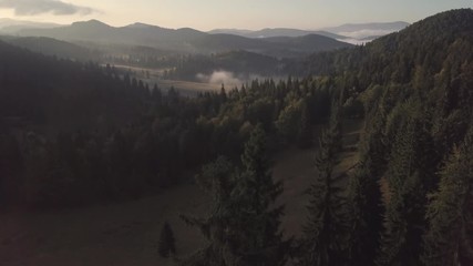 Poster - Aerial view. Sunrise over pine trees and valley with morning fog and mist