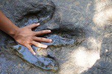 Hand Compared To Dinosaur Footprints In The Forest Park .