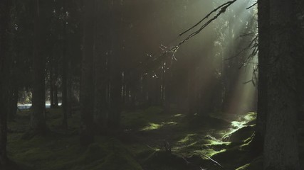 Poster - Gorgeous morning light rays through the trees inside forest. Water drops from tree. Spectacular morning mist in the forest