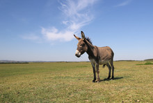 Funny Curious Donkey On The Pasture