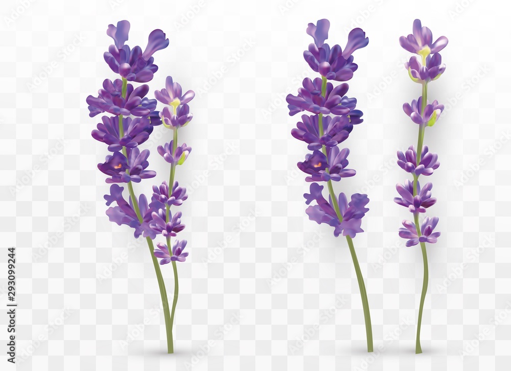 3D realistic lavender isolated on transparent background. Beautiful violet flowers. Fragrant bunch lavender. Fresh cut flower. Vector illustration - obrazy, fototapety, plakaty 