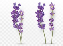 3D Realistic Lavender Isolated On Transparent Background. Beautiful Violet Flowers. Fragrant Bunch Lavender. Fresh Cut Flower. Vector Illustration