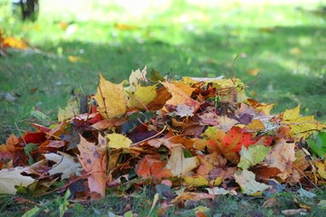Wall Mural - Colorful dry leaves on the green grass in autumn season. Nature background concept.