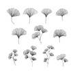 © shlemina - Hand drawn ginkgo biloba illustrations set on white background