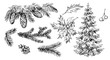 Winter plants: holly, cones, spruce. Hand drawn illustration converted to vector