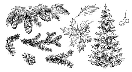 Wall Mural - Winter plants: holly, cones, spruce. Hand drawn illustration converted to vector