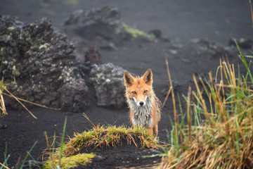 Wall Mural - a magnificent wild red fox (vulpes vulpes) hunting for food to eat