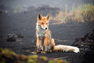 Wall Mural - a magnificent wild red fox (vulpes vulpes) hunting for food to eat