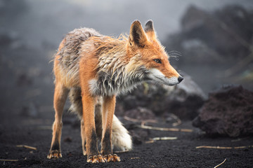 Wall Mural - a magnificent wild red fox (vulpes vulpes) hunting for food to eat