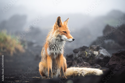 Fotografía A magnificent wild Red Fox (Vulpes vulpes) hunting for food to eat