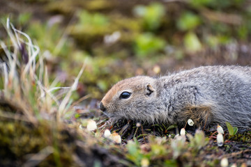 Wall Mural - Cute wild gopher in the grass