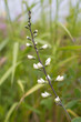 White wild indigo blooming in a native prairie